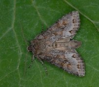 Vinkelhakefly (Polia bombycina)