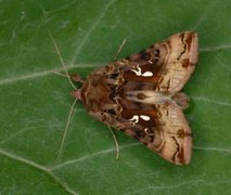 Gyllenbrunt metallfly (Autographa macrogamma)