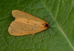 Panterspinner (Setina irrorella)