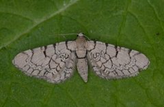 Marmordvergmåler (Eupithecia venosata)