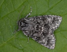 Ospekveldfly (Acronicta megacephala)