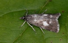 Skognebbmott (Catoptria maculalis)