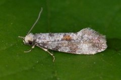 Nemaxera betulinella