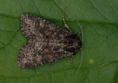 Slåttengfly (Apamea remissa)