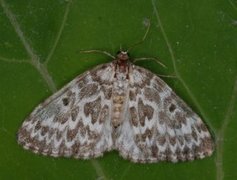 Taigabarmåler (Heterothera serraria)