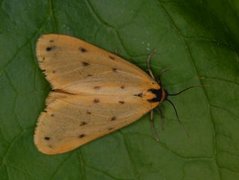 Panterspinner (Setina irrorella)