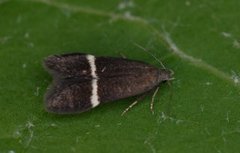 Syncopacma cinctella