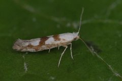 Argyresthia sorbiella