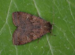 Augustteglfly (Diarsia dahlii)