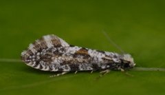 Nemaxera betulinella