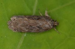 Depressaria sordidatella