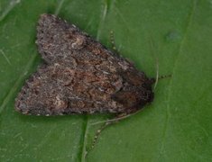 Rødt fjellengfly (Apamea kuusamoensis)