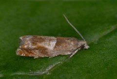 Orekveldvikler (Epinotia tenerana)