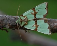 Grønnbåndet rotfly (Staurophora celsia)