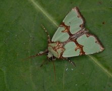 Grønnbåndet rotfly (Staurophora celsia)