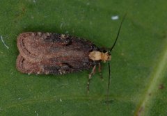 Agonopterix liturosa