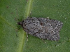 Blåbærflatvikler (Acleris maccana)