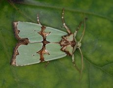 Grønnbåndet rotfly (Staurophora celsia)