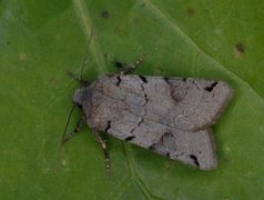 Blågrått høstfly (Agrochola litura)