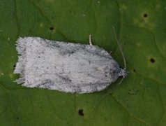 Hvit flatvikler (Acleris logiana)