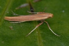 Caloptilia betulicola/elongella