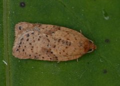 Bjørkeflatvikler (Acleris notana)