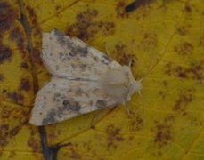 Blekt gulfly (Xanthia icteritia)