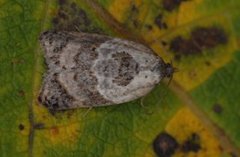 Marmorflatvikler (Acleris variegana)