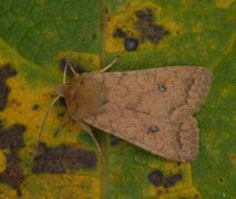 Bølgelinjet høstfly (Agrochola circellaris)