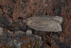 Punktflatvikler (Acleris lipsiana)