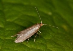 Argyresthia bergiella