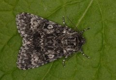 Ospekveldfly (Acronicta megacephala)