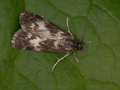 Skognebbmott (Catoptria maculalis)