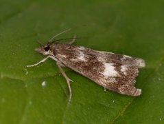 Skognebbmott (Catoptria maculalis)