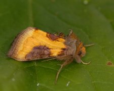 Mindre båndmetallfly (Diachrysia stenochrysis)