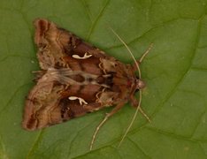 Gyllenbrunt metallfly (Autographa macrogamma)