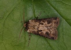 Brunpudret jordfly (Agrotis clavis)