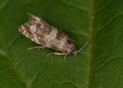 Stripet grankveldvikler (Epinotia tedella)