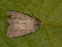 Bakkeurtefly (Athetis gluteosa)