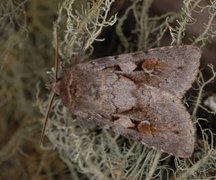 Grått fjellbakkefly (Xestia alpicola)