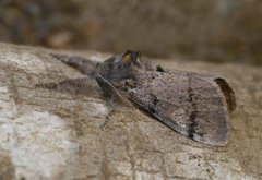 Heibørstespinner (Gynaephora fascelina)