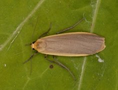 Barlavspinner (Eilema depressa)