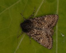 Grått fjellengfly (Apamea exulis)