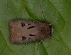 Åkerjordfly (Agrotis exclamationis)