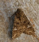 Kålfly (Mamestra brassicae)