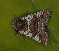 Flekkfly (Crypsedra gemmea)