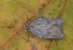 Grå-/konkavflatvikler (Acleris effractana/emargana)