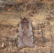 Fiolett vårfly (Cerastis rubricosa)