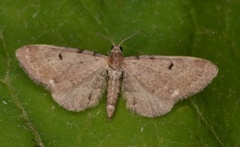 Humledvergmåler (Eupithecia assimilata)