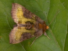 Mindre båndmetallfly (Diachrysia stenochrysis)